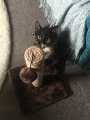 Cats still catting. What's your DCat up to today? Pt 3