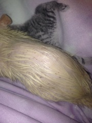 my beautiful girl has lice