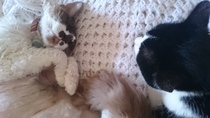 Cats still catting. What's your DCat up to today? Pt 3