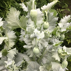 Plant ID please