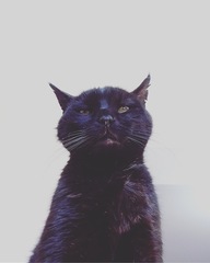 To ask to see a picture of your pet when it was a baby and now?