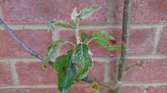 Apple tree help please!