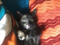 So who got a new kitten recently? Let's see then.