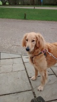 To ask to see a picture of your pet when it was a baby and now?