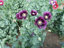 To be pissed off with the poppies?