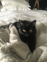 To love my kittens and want to see yours?