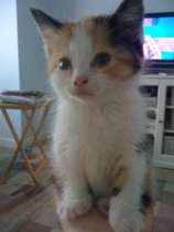 To ask to see a picture of your pet when it was a baby and now?