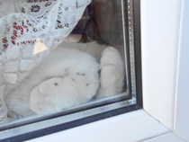 Cats still catting. What's your DCat up to today? Pt 3