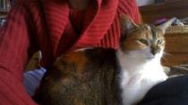 To ask to see a picture of your pet when it was a baby and now?