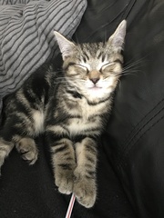 To love my kittens and want to see yours?