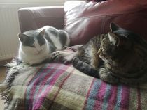 Is four too many cats?