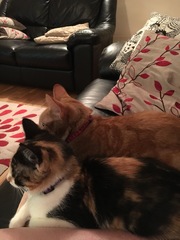 Cats still catting. What's your DCat up to today? Pt 3