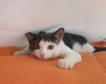 I've found a stray kitten