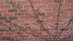 Apple tree help please!