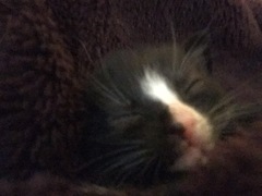 Update on 1 week old stray being fostered by foster cat