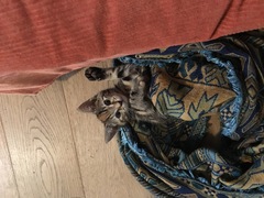 Cat insurance