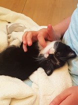 Food aggression and other 8week old kitten questions