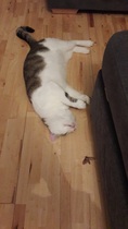 Cats still catting. What's your DCat up to today? Pt 3