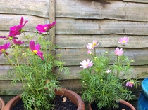 What's looking good in your garden at the moment?