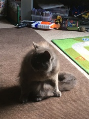 Cats still catting. What's your DCat up to today? Pt 3