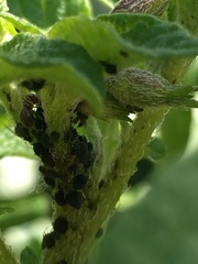 What's on my potato plants?