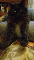 Cats still catting. What's your DCat up to today? Pt 3