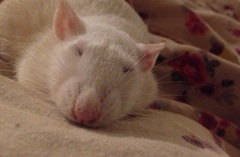 my beautiful girl has lice