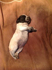 To ask to see a picture of your pet when it was a baby and now?