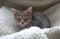 tiny baby kittens