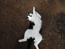 Cats still catting. What's your DCat up to today? Pt 3