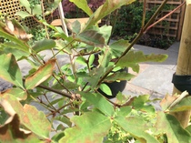 Acer Griseum problems