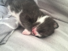 tiny baby kittens