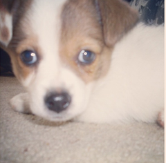 To ask to see a picture of your pet when it was a baby and now?