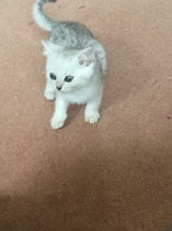 Flea dirt on my kitten