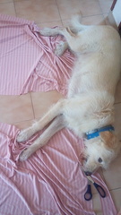 How is your dog helping you today?