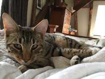 To love my kittens and want to see yours?