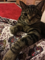 To love my kittens and want to see yours?