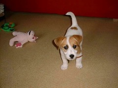 To ask to see a picture of your pet when it was a baby and now?
