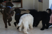 Does anyone fancy a "puppy survival" thread part 2