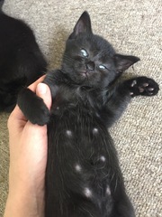Tell me how to create a blended kitty family