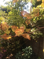 What is eating my tree?