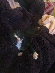 Update on 1 week old stray being fostered by foster cat