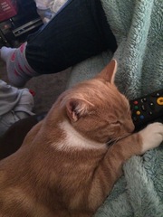 To cat or not to cat?