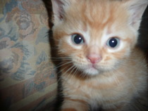 To ask to see a picture of your pet when it was a baby and now?