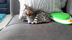 To ask to see a picture of your pet when it was a baby and now?