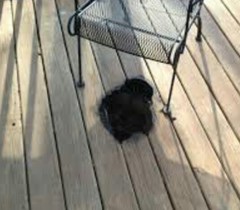 Df damaged expensive flooring