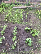 Allotment?Veg Patch Thread 10 - Plotmenters  busy into summer ! and loving James Wong