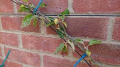 Apple tree help please!