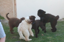 Does anyone fancy a "puppy survival" thread part 2