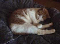 To love my kittens and want to see yours?
